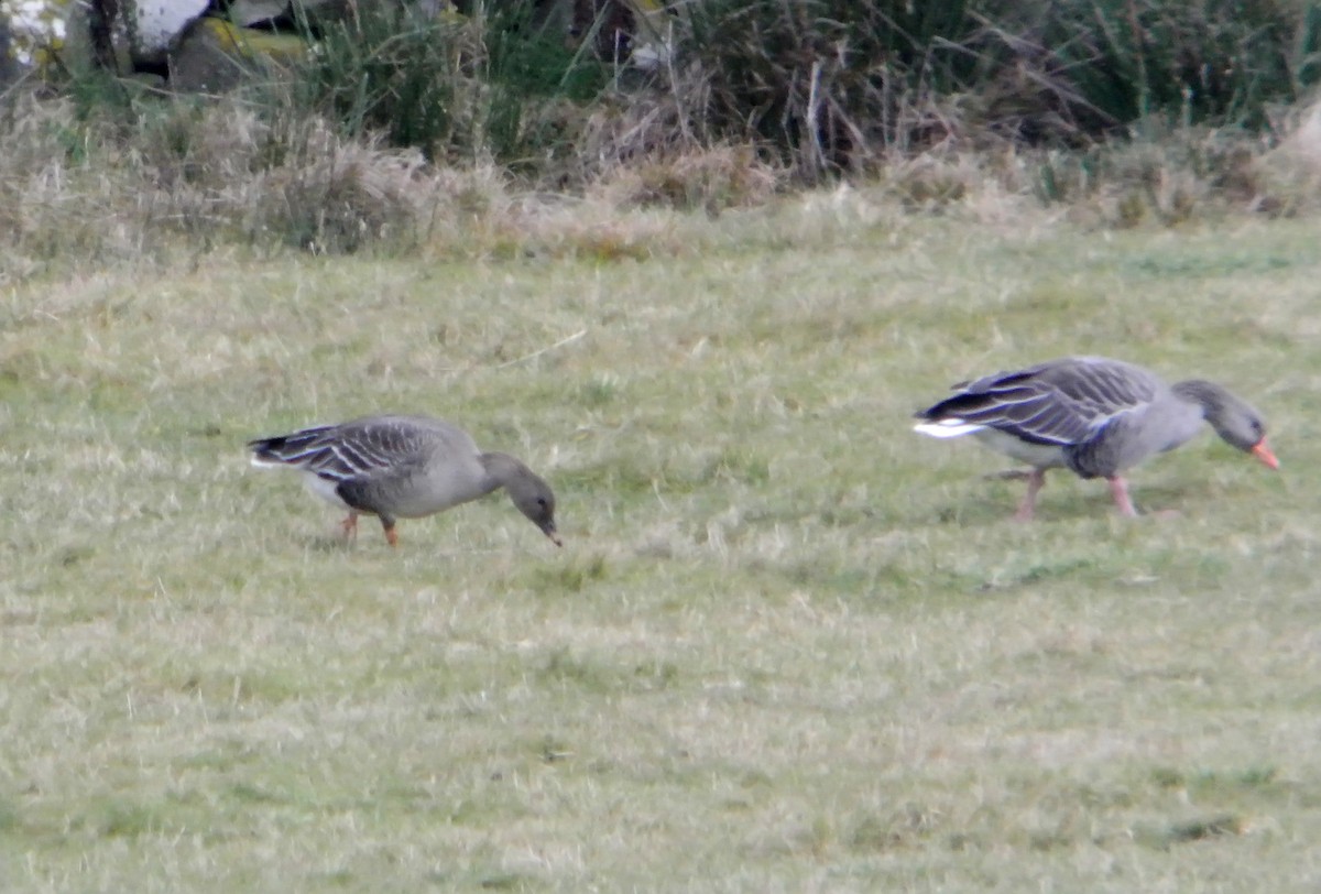 Tundra Bean-Goose - ML545507241