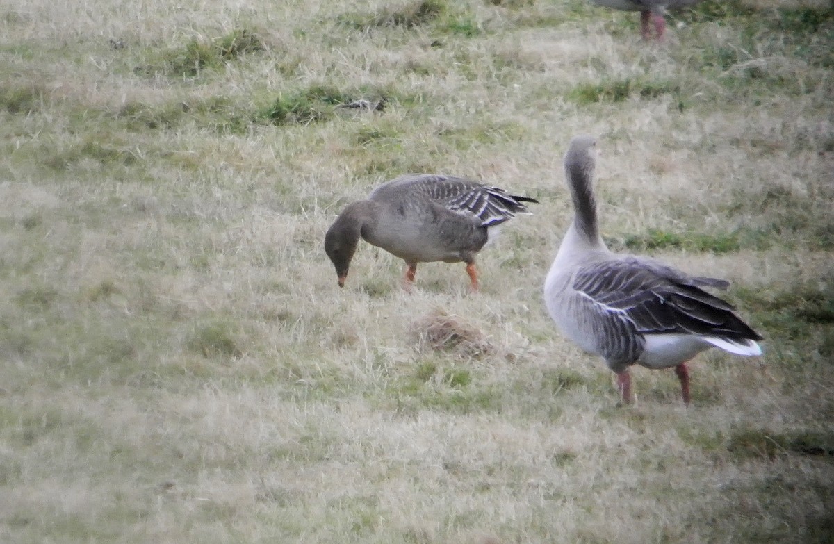 Tundra Bean-Goose - ML545507251