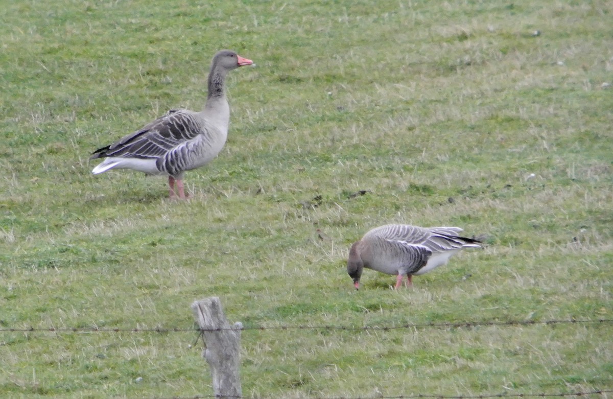 Pink-footed Goose - ML545507511