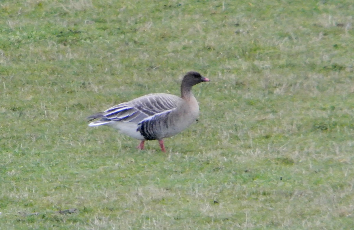 Pink-footed Goose - ML545507521