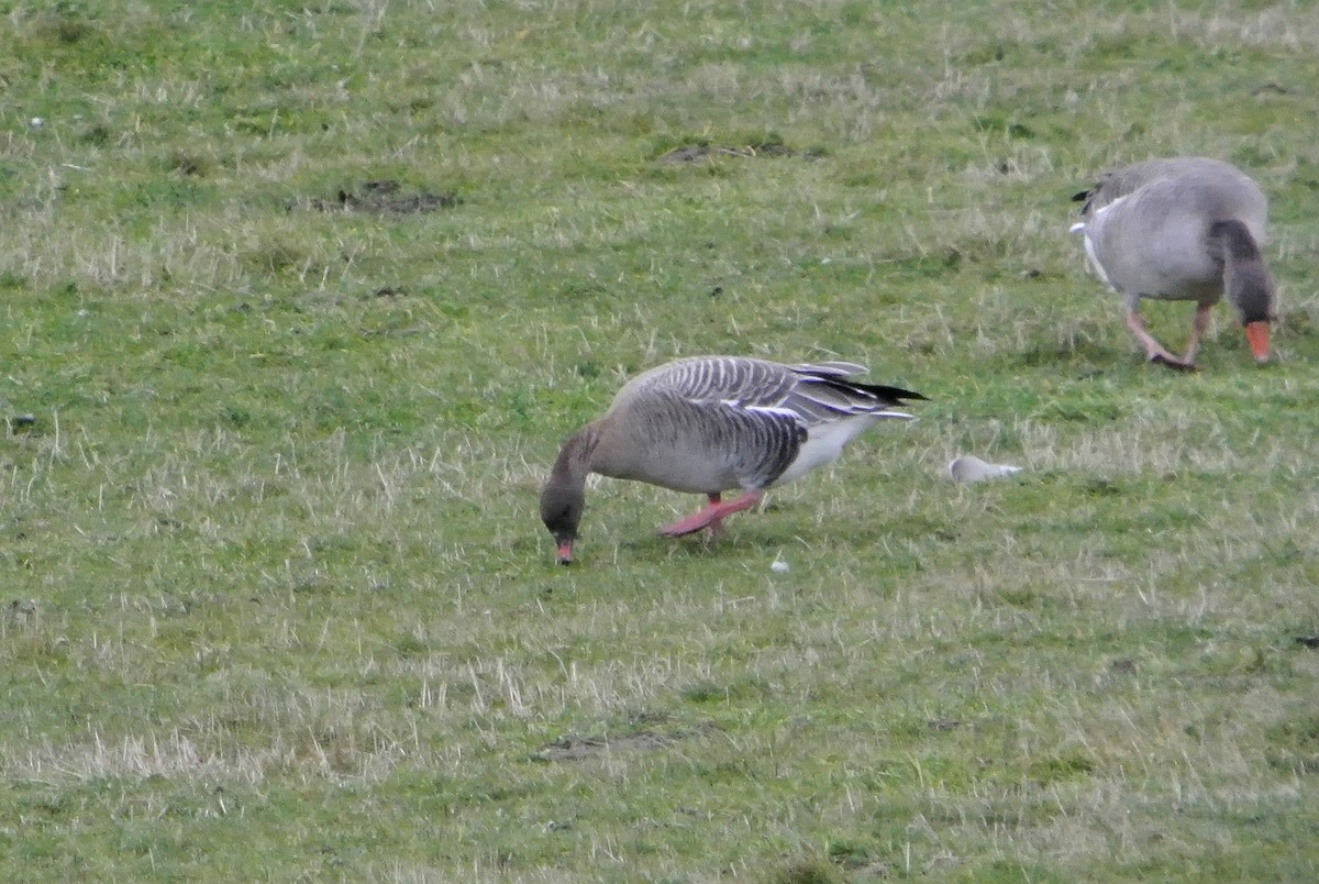 Pink-footed Goose - ML545507531