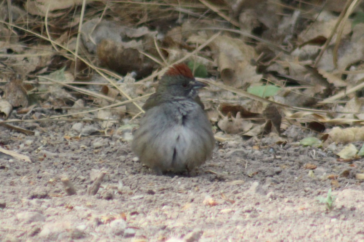 Green-tailed Towhee - Nathan O'Reilly