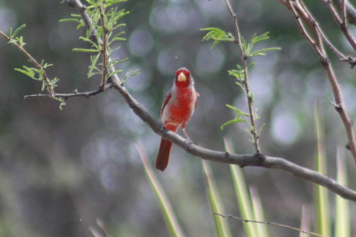 Cardinal pyrrhuloxia - ML54550801