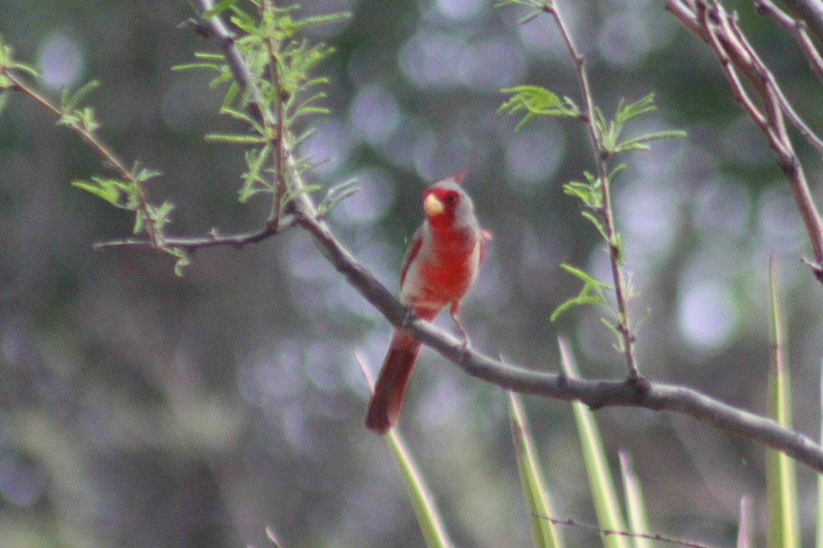 Pyrrhuloxia - ML54550811