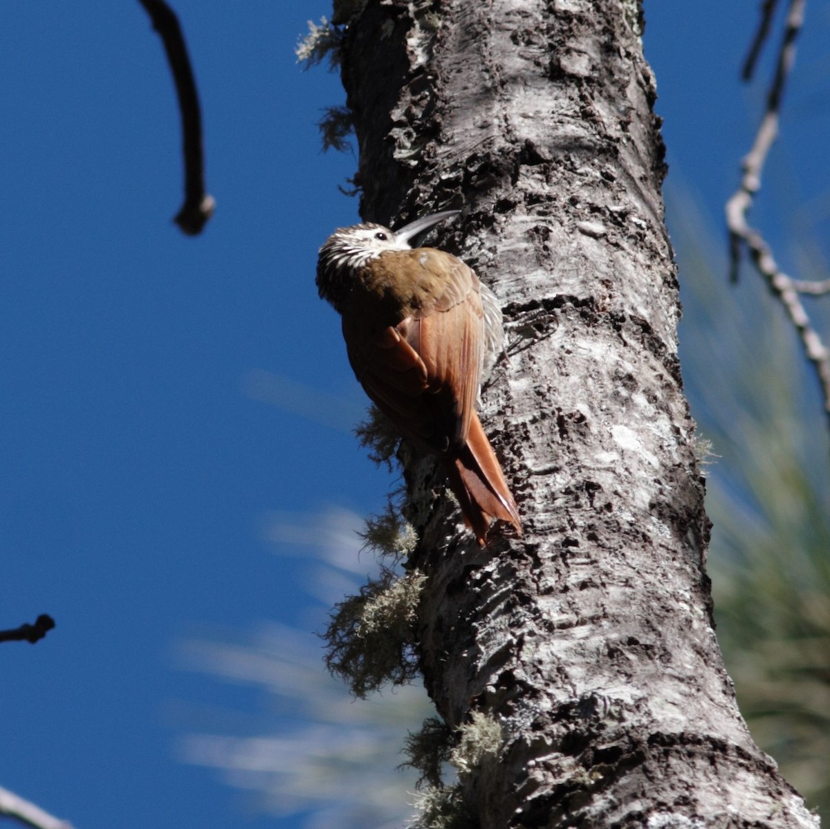 White-striped Woodcreeper - David Vander Pluym