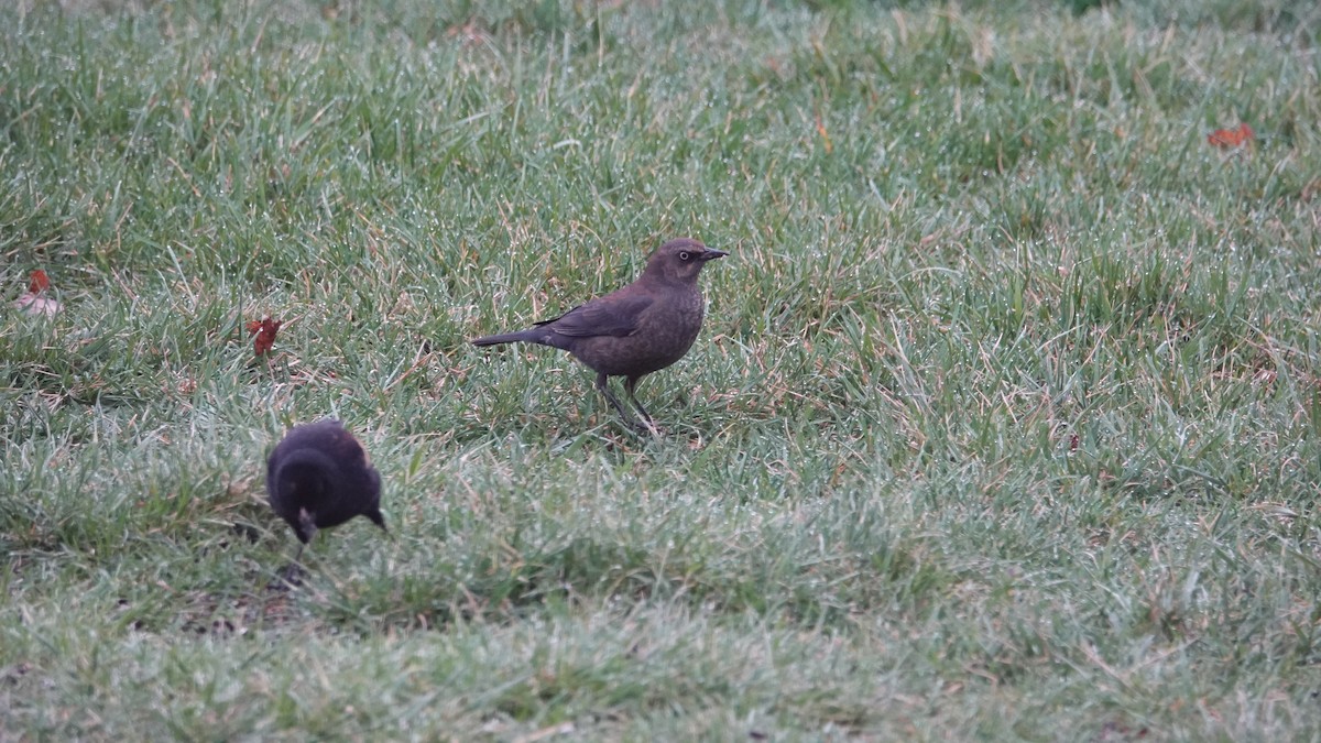 Rusty Blackbird - ML545510891