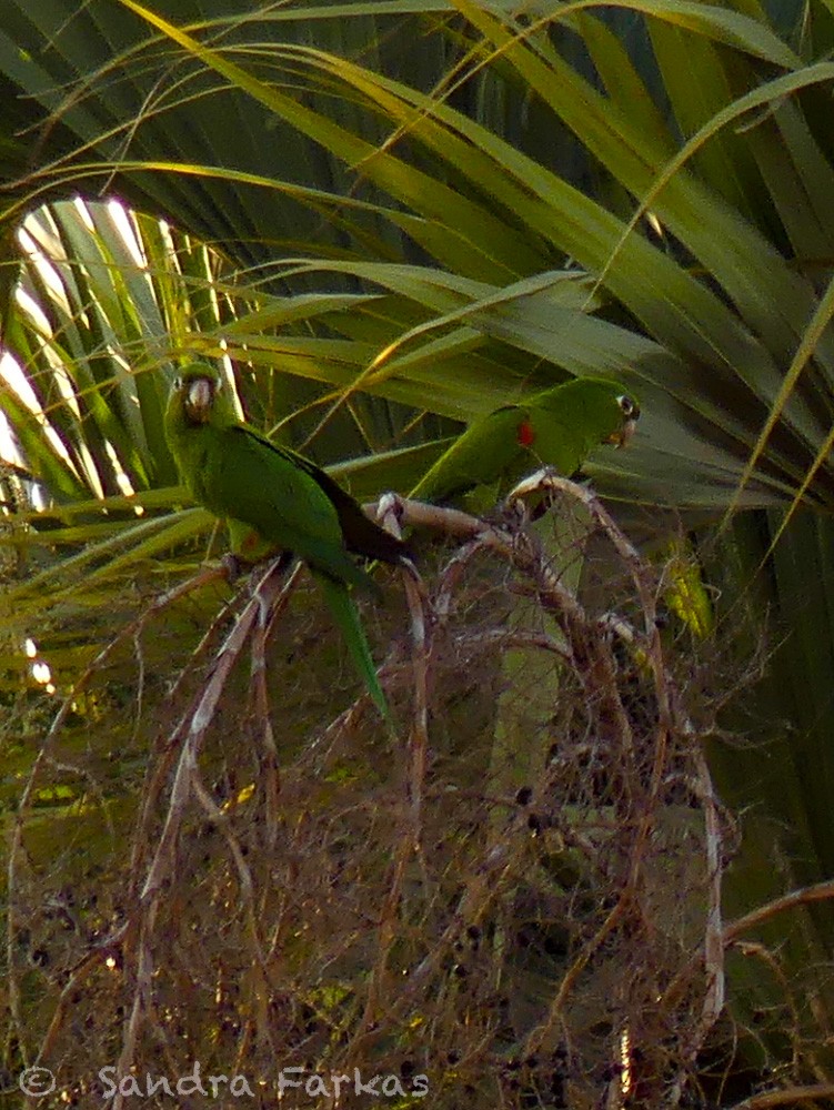 アカガタミドリインコ - ML545512491