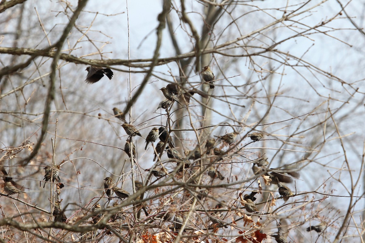 Red-winged Blackbird - ML545513031