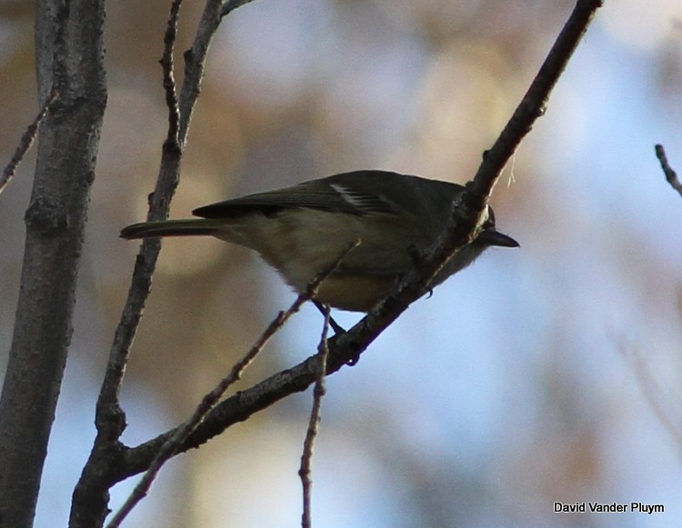 Hutton's Vireo - ML545513351