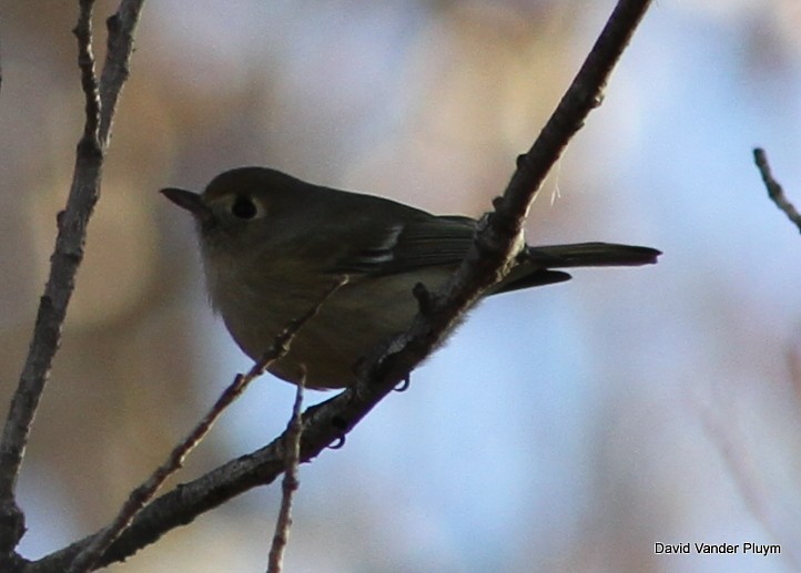 Hutton's Vireo - ML545513361