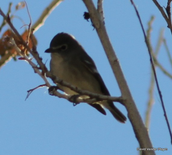 Plumbeous Vireo - ML545513521