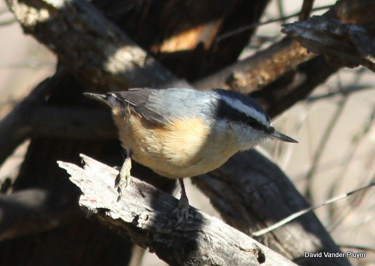 Red-breasted Nuthatch - ML545513591