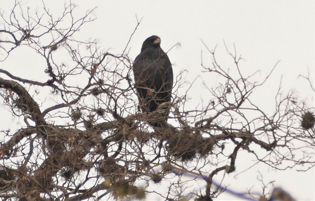 Great Black Hawk - ML545514071