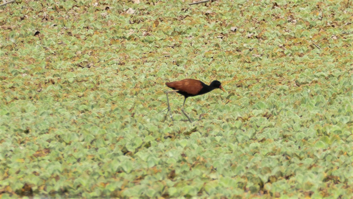 Jacana Suramericana - ML545514321