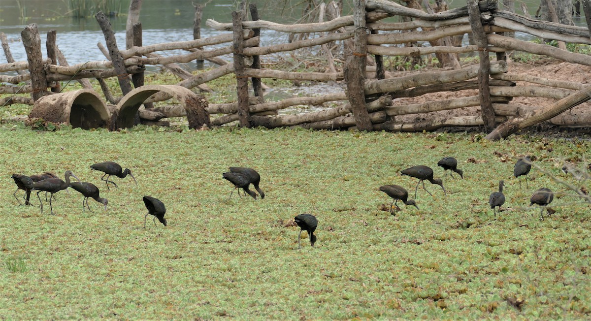 White-faced Ibis - ML545515251