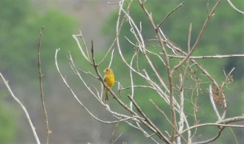 Saffron Finch - ML545515971