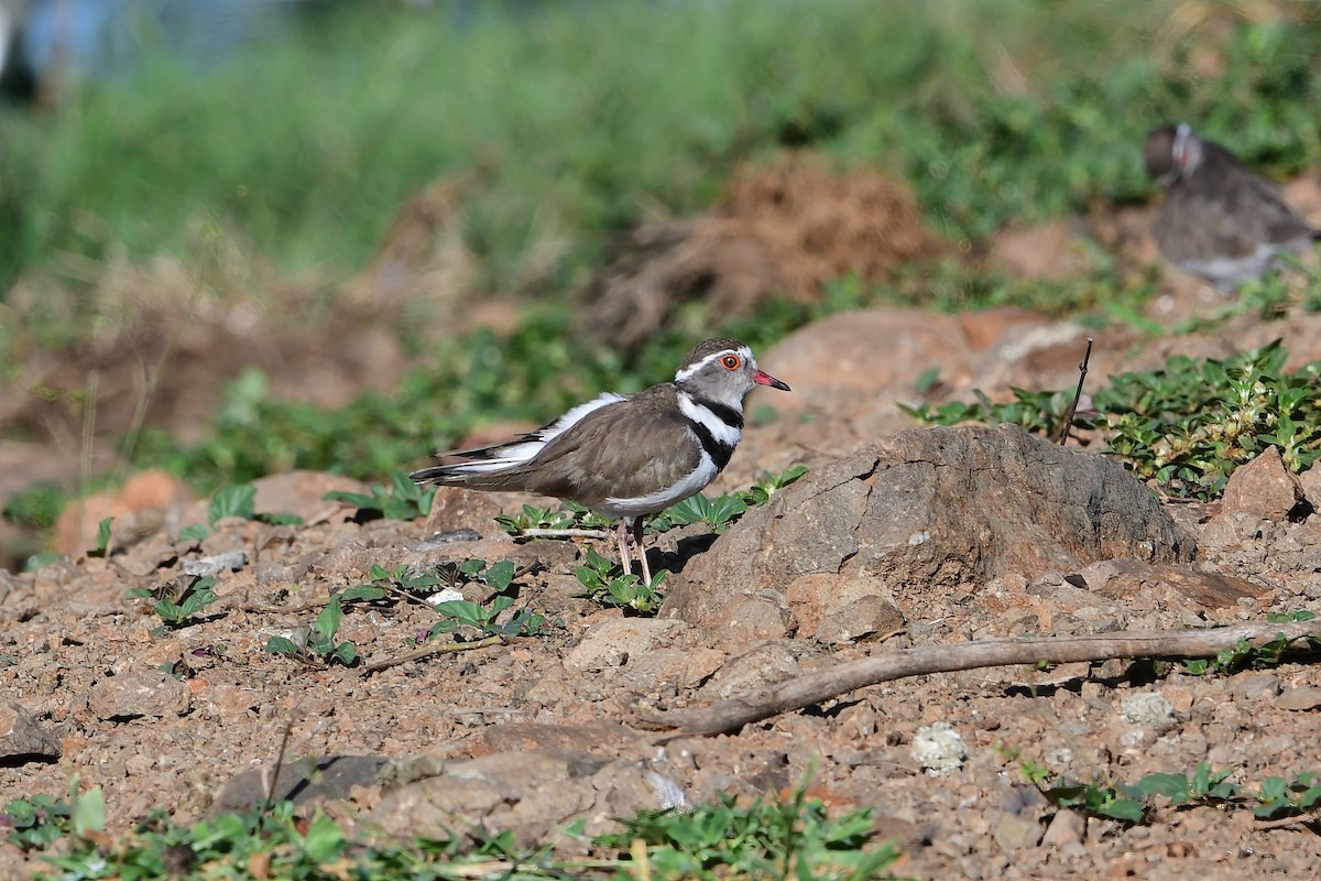 Three-banded Plover - ML545516461