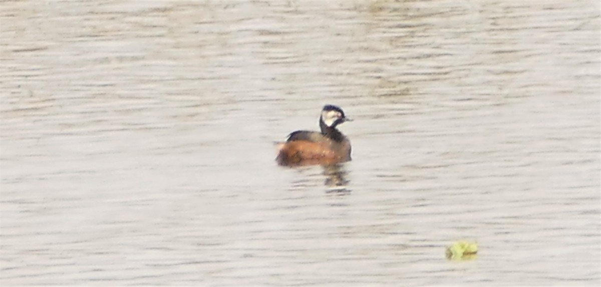 White-tufted Grebe - ML545516871