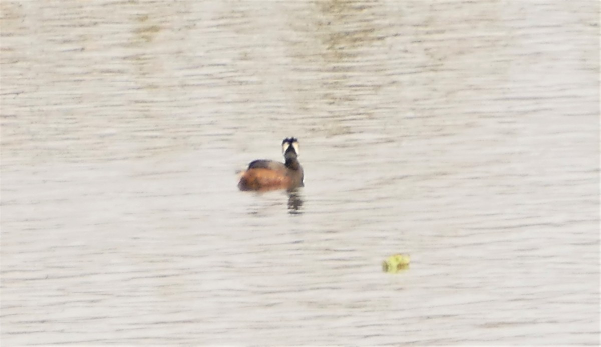 White-tufted Grebe - Peter Kennedy