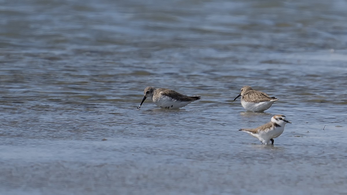 Dunlin - ML545517031