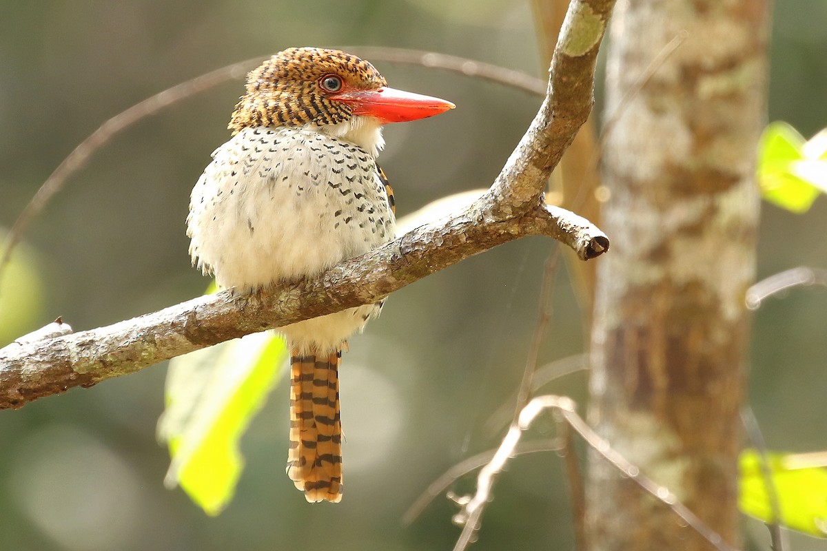 Banded Kingfisher (Banded) - Jeffrey Offermann
