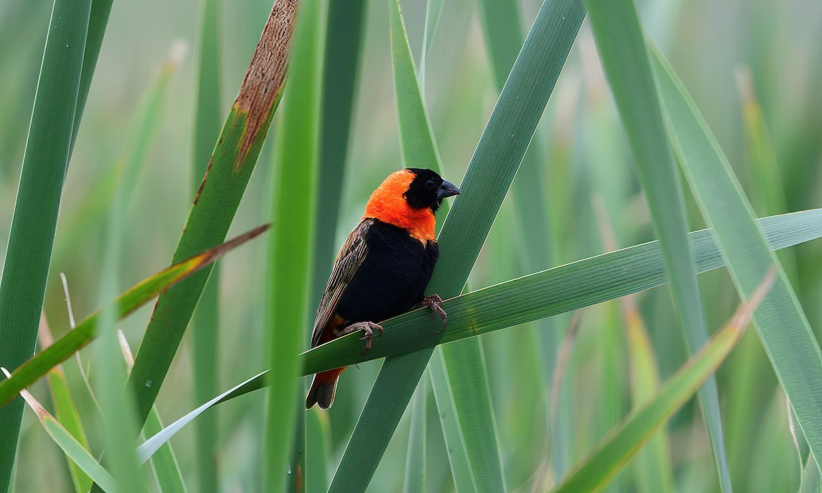 Southern Red Bishop - Bill Cumming