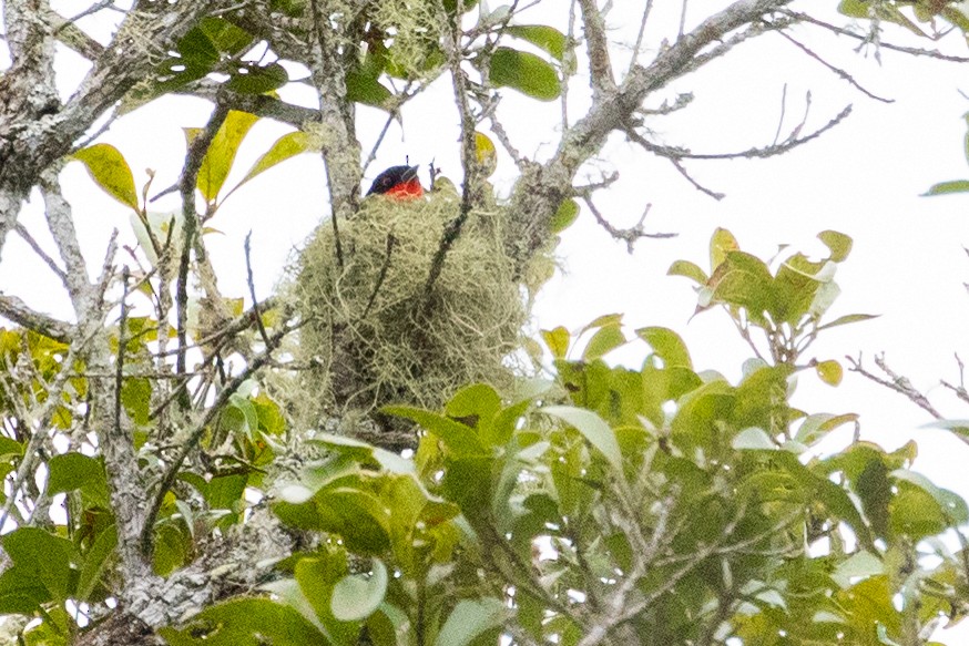Cherry-throated Tanager - Sue Wright