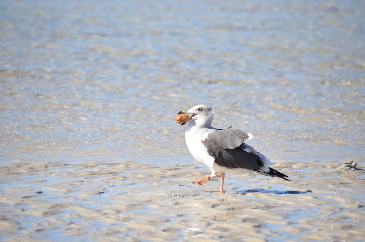 Yellow-footed Gull - ML545520431