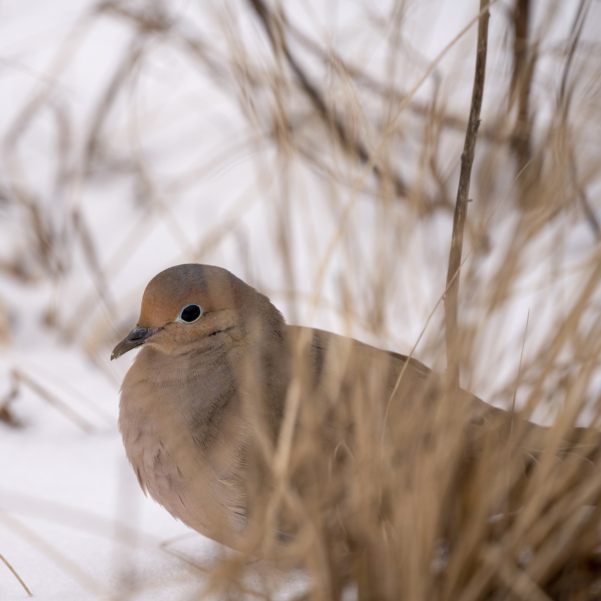 Mourning Dove - ML545520551