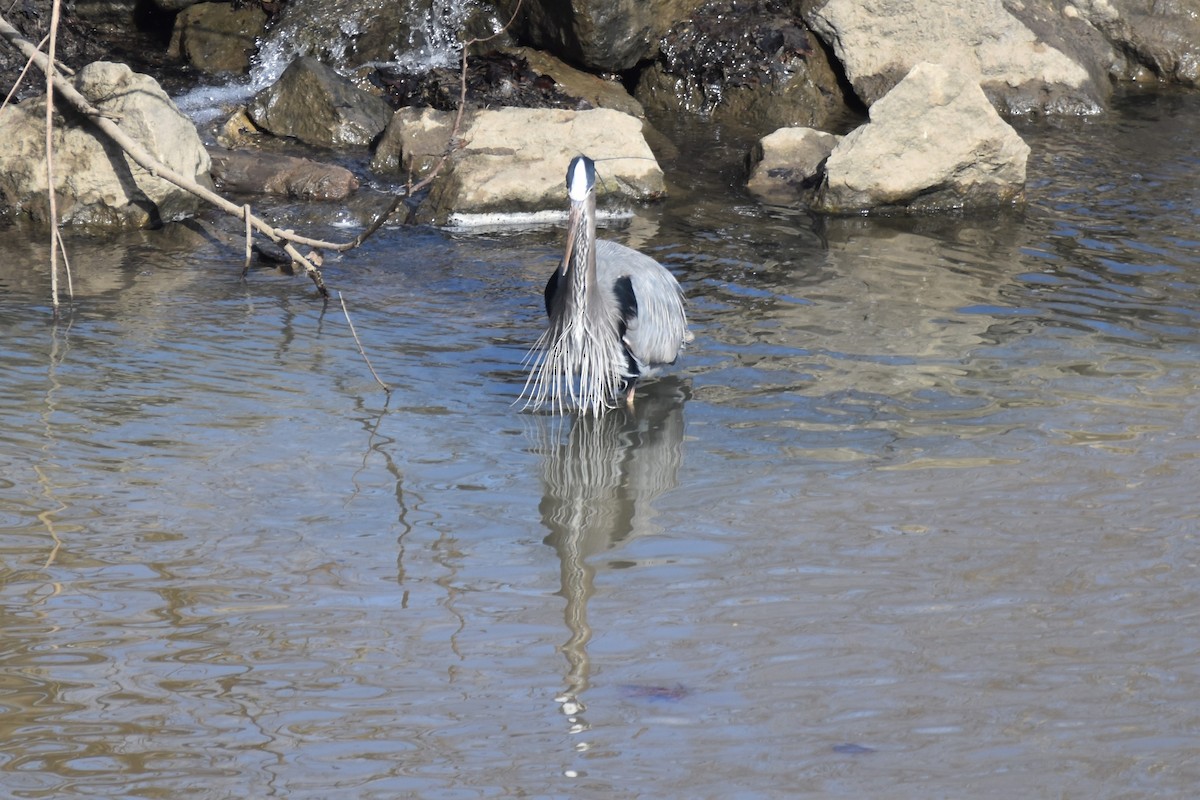 Great Blue Heron - irina shulgina