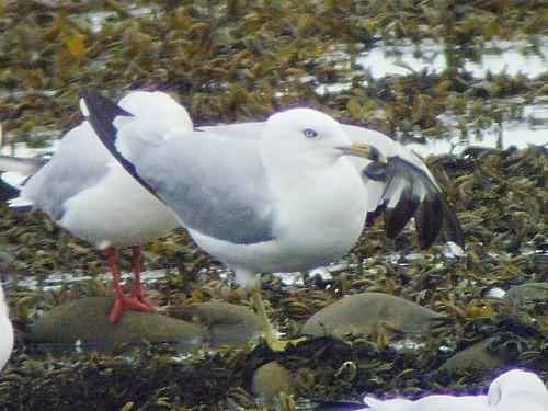 Ring-billed Gull - ML545523811