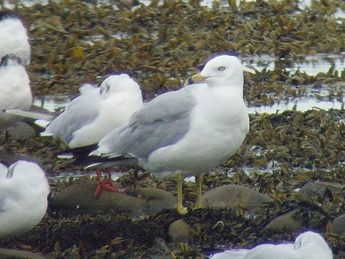 Ring-billed Gull - ML545523831
