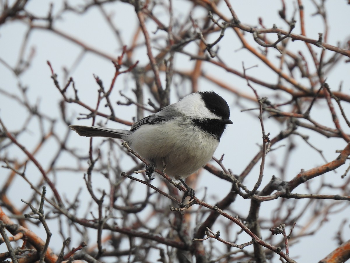 Black-capped Chickadee - ML545523861