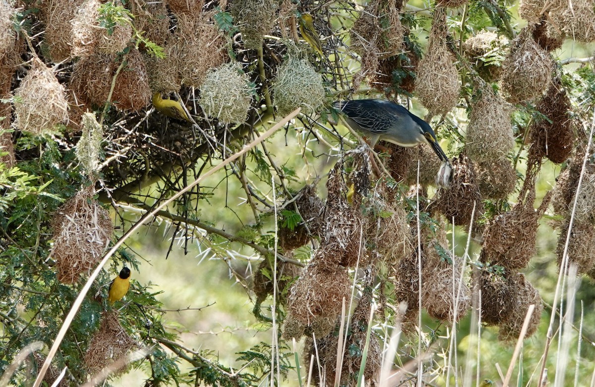 Garcilla Azulada (grupo atricapilla) - ML545526361