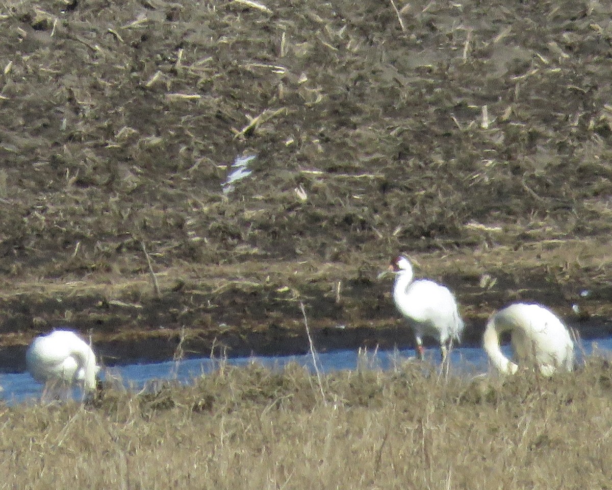 Whooping Crane - ML545528331