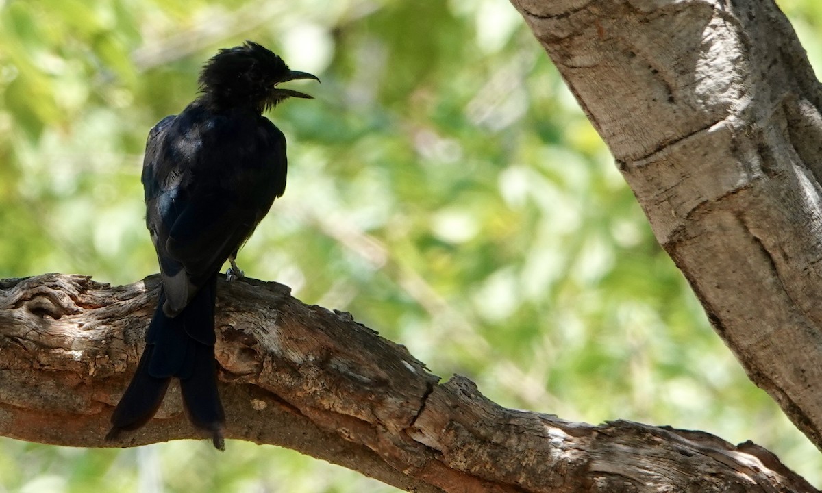 Fork-tailed Drongo - ML545528861