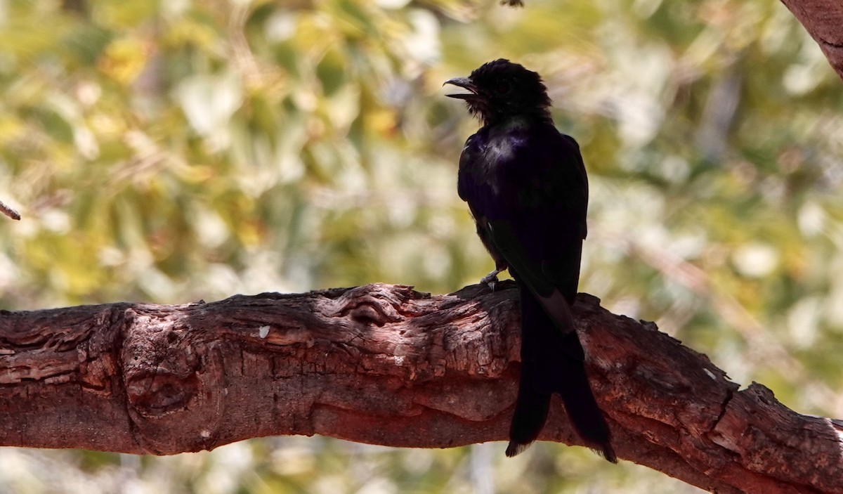 Fork-tailed Drongo - ML545528881