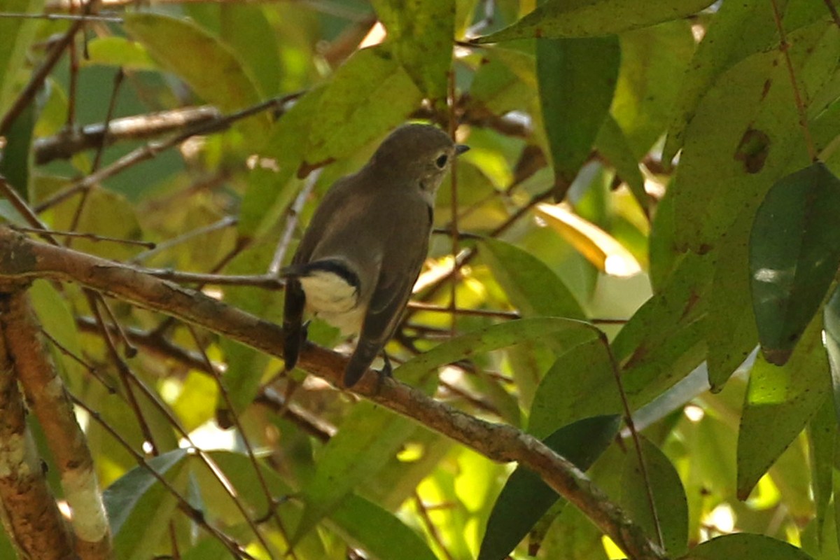 Taiga Flycatcher - ML545529861