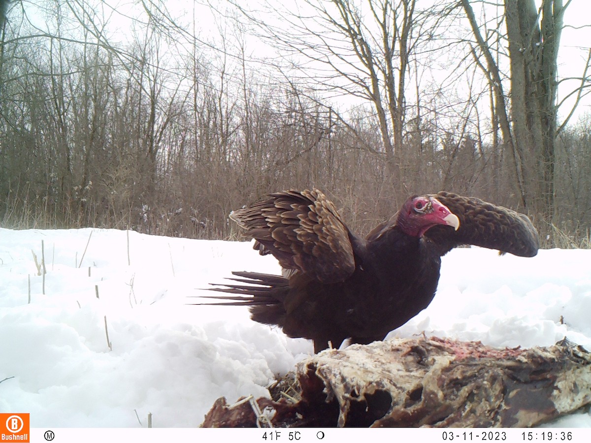 Turkey Vulture - ML545530181