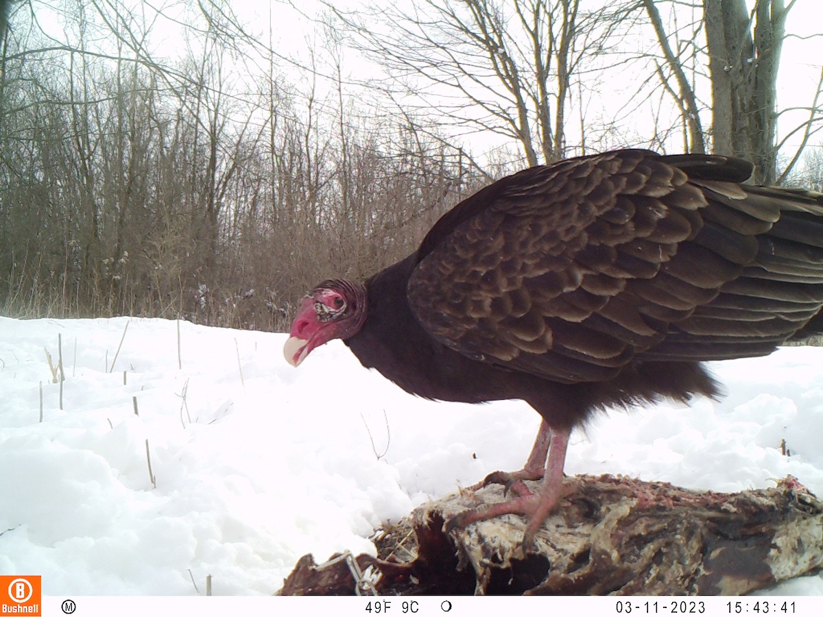 Turkey Vulture - ML545530201