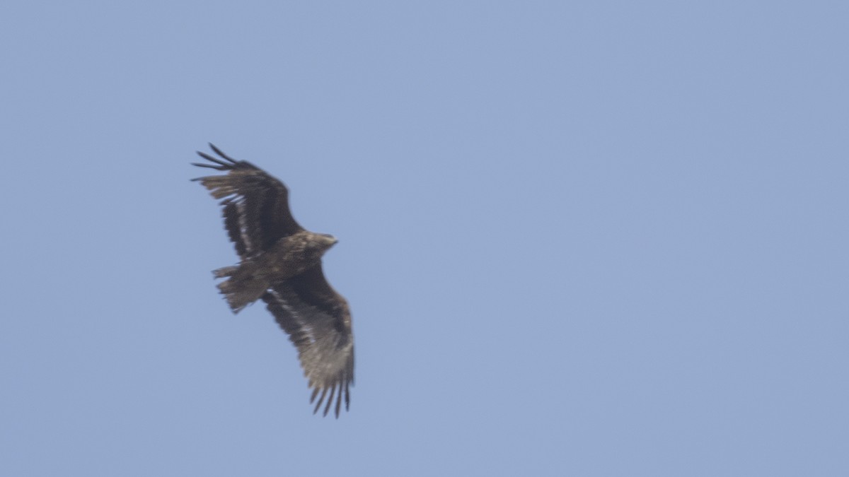 Steppe Eagle - ML545530921