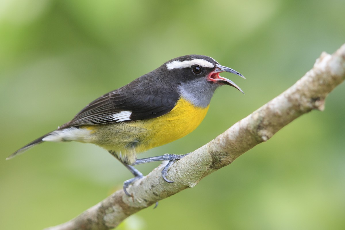 Bananaquit (Puerto Rico) - Michael Stubblefield