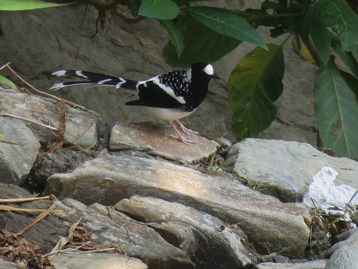 Spotted Forktail - ML545532811