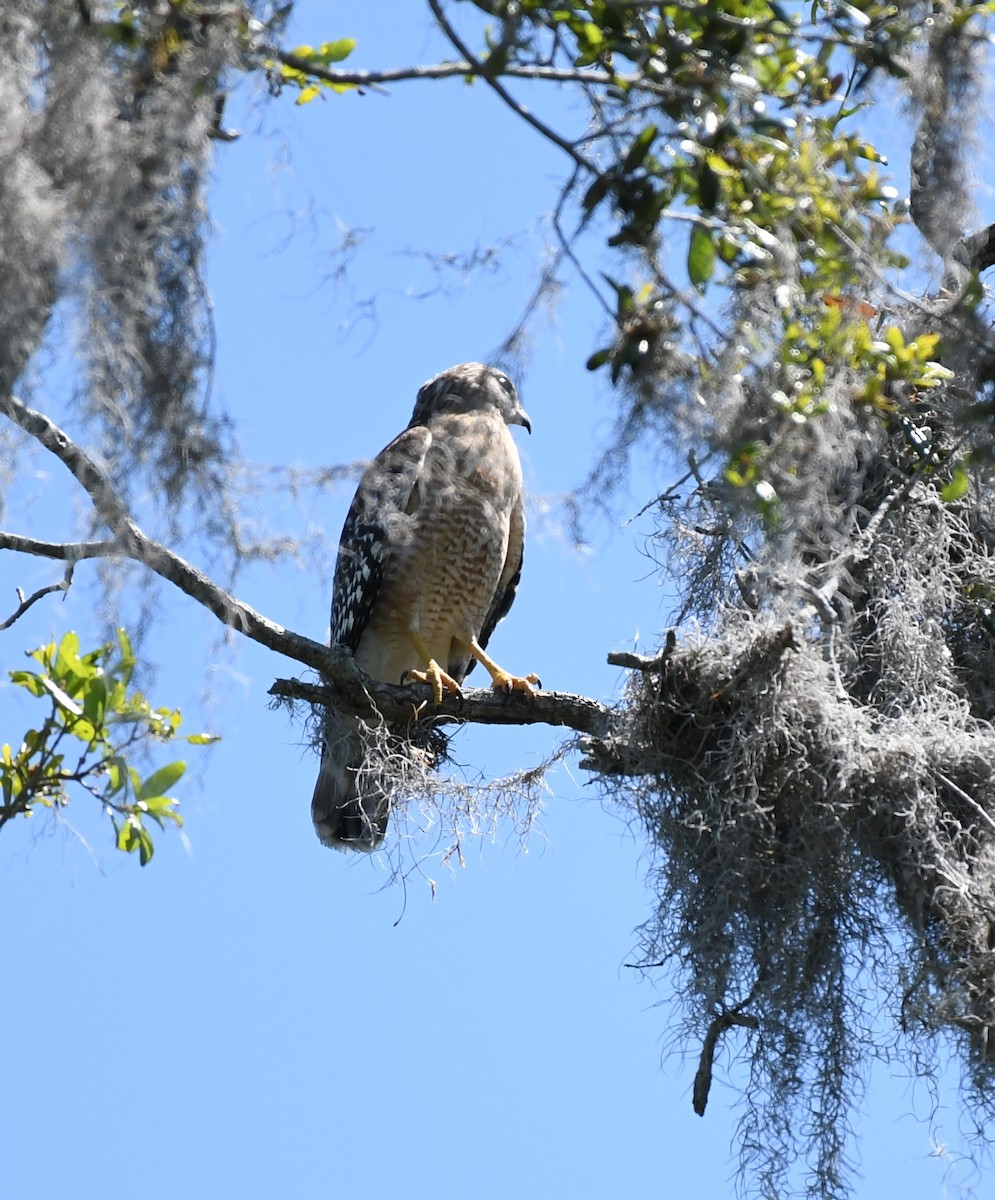 Red-shouldered Hawk - ML545532981