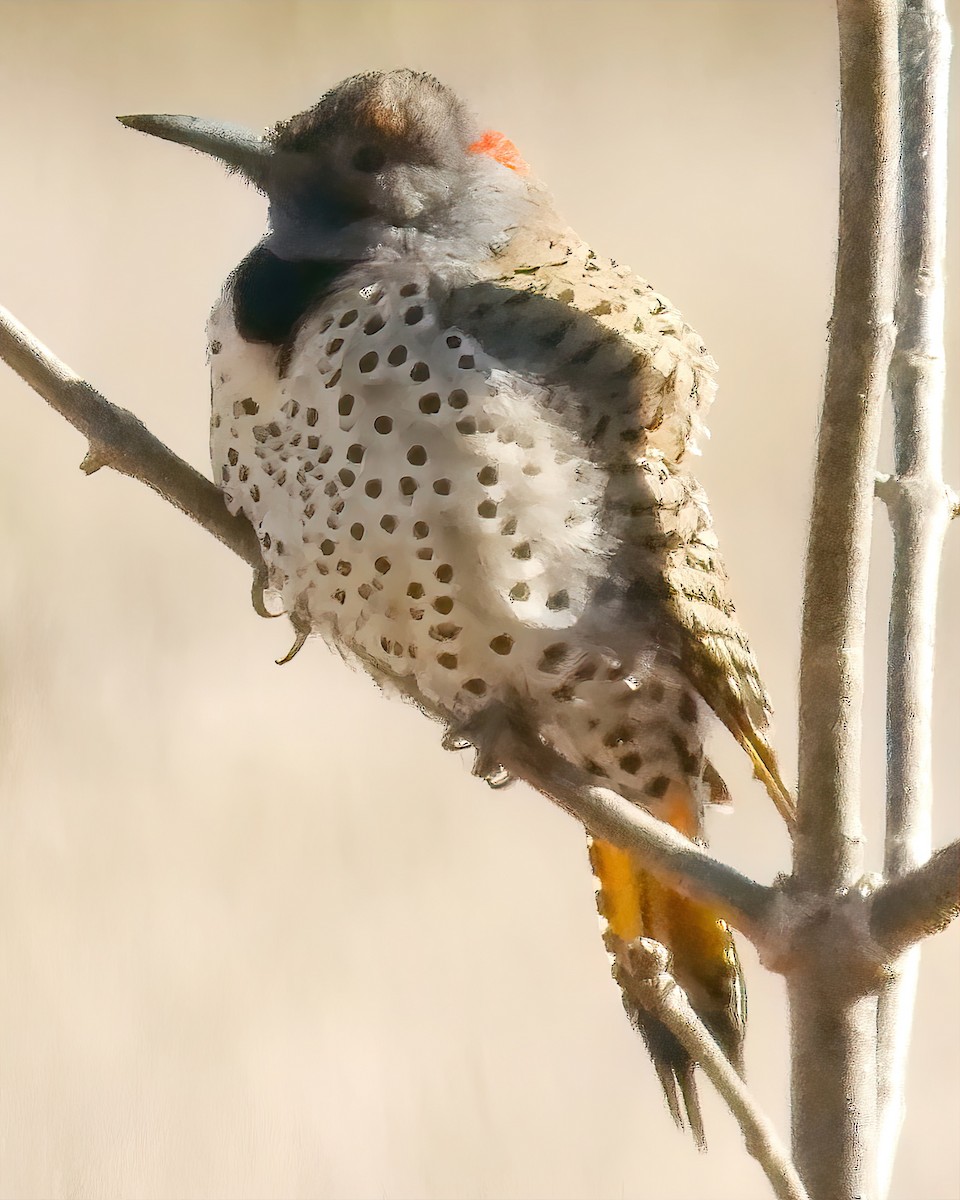 Northern Flicker (Yellow-shafted) - ML545533451
