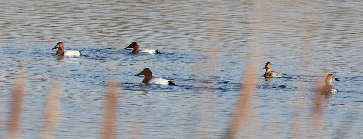 Canvasback - ML545533761