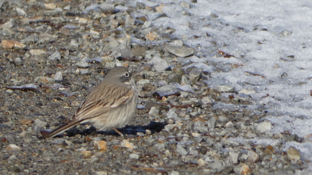 Sagebrush Sparrow - ML545534561