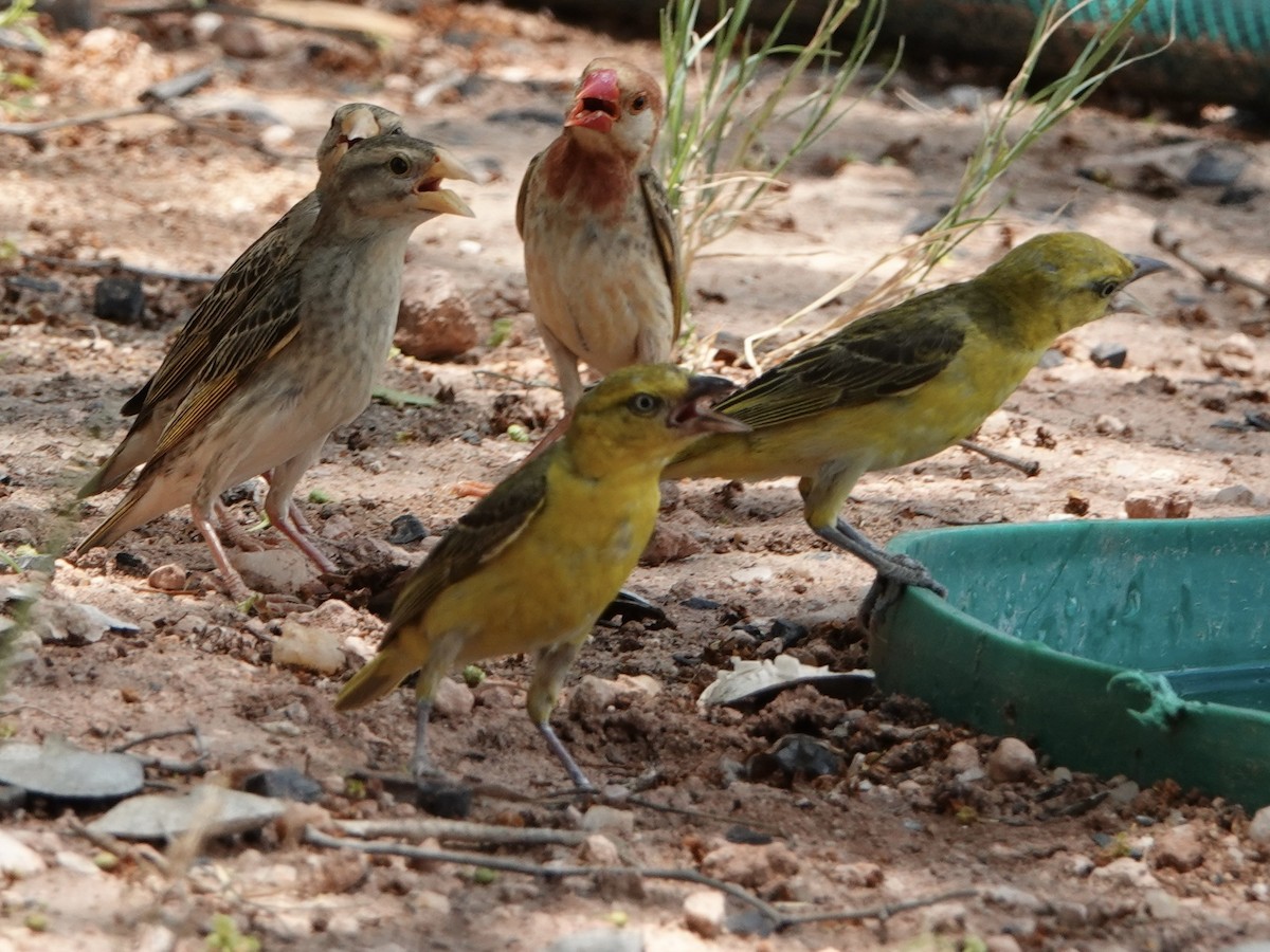 Red-billed Quelea - ML545535091