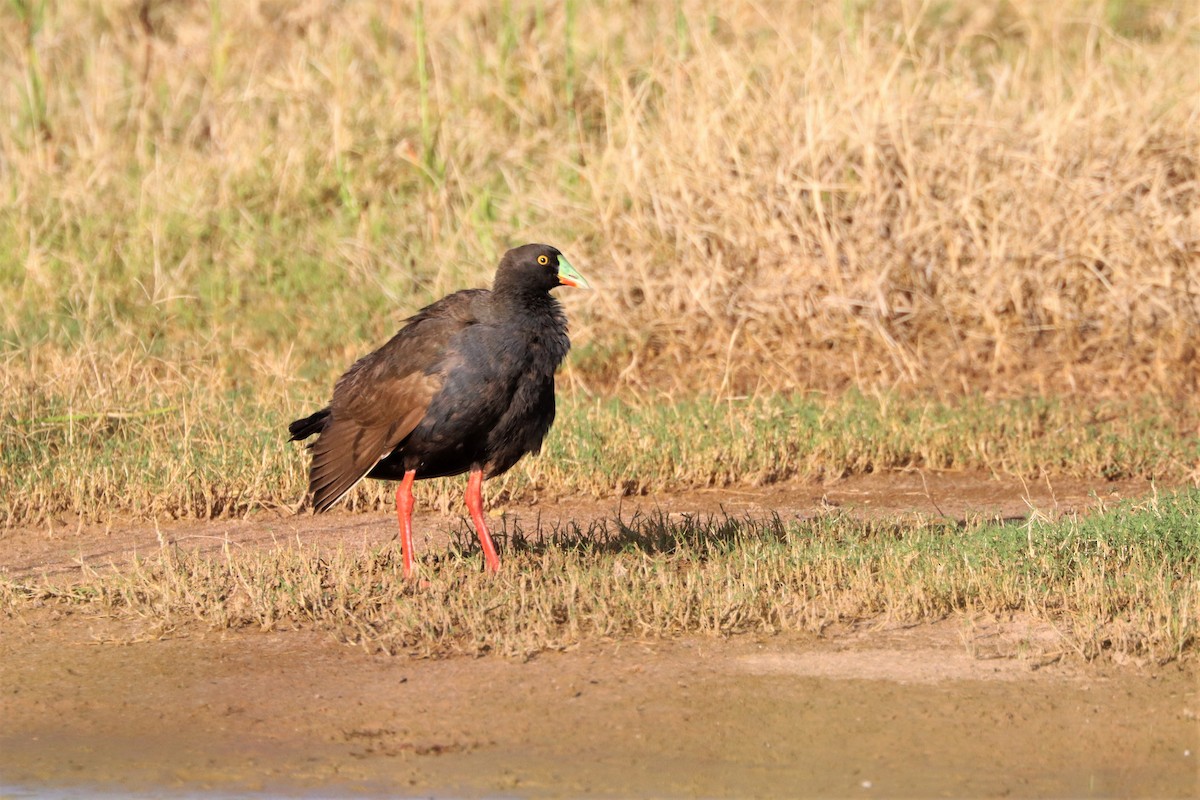 Black-tailed Nativehen - ML545535581