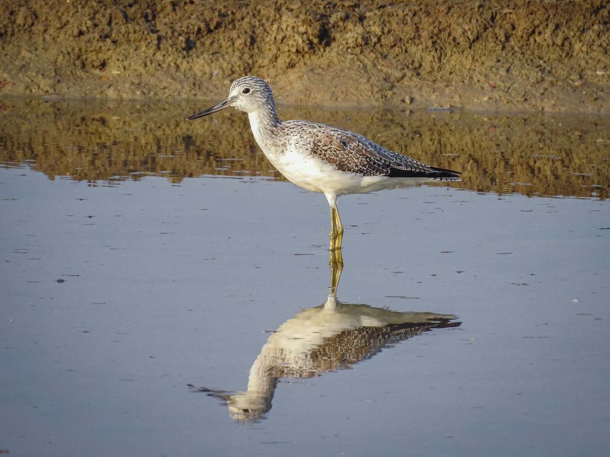 Common Greenshank - ML545535701